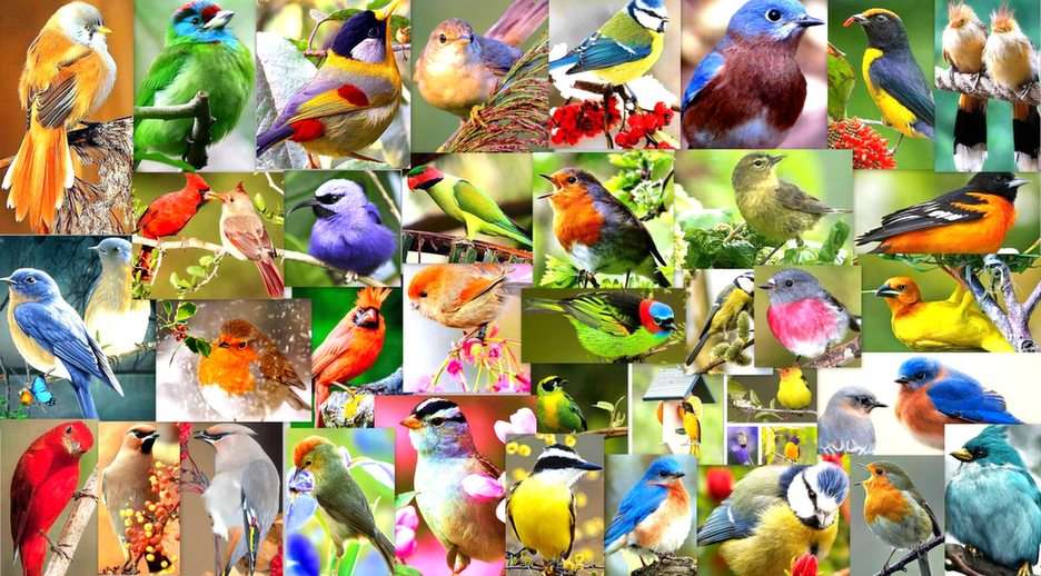 păsări colorate puzzle online
