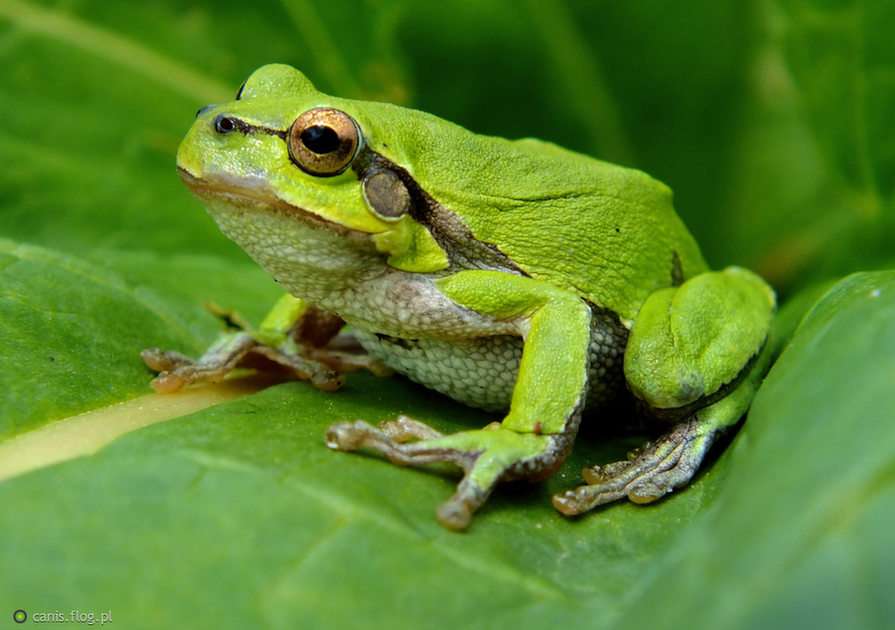 frog puzzle online from photo