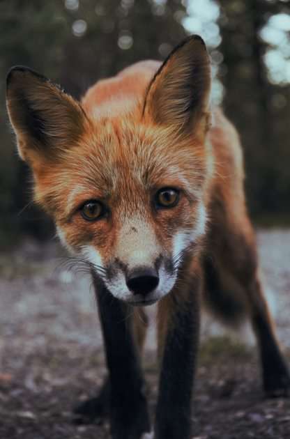 χαριτωμένη αλεπού παζλ online από φωτογραφία