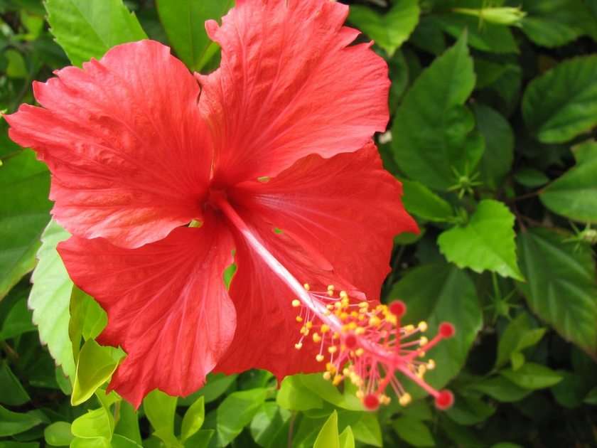 Bunga Raya - Hibisco puzzle online a partir de foto