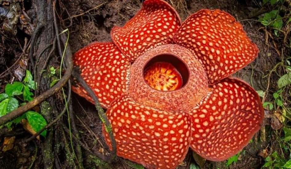 rafflesia puzzle online da foto