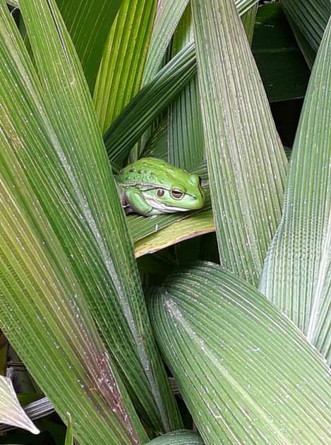 Πράσινος Βάτραχος παζλ online από φωτογραφία