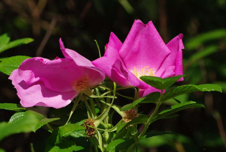 Flower of wild rose online puzzle