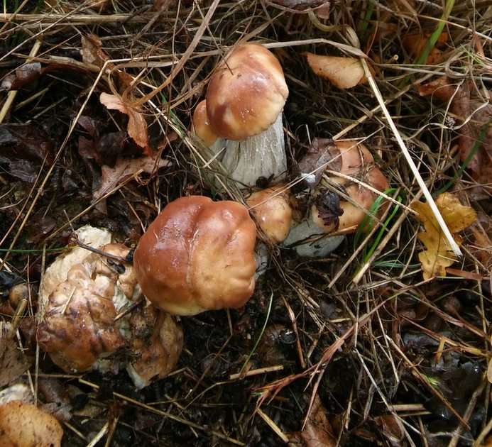 Cogumelos puzzle online a partir de fotografia
