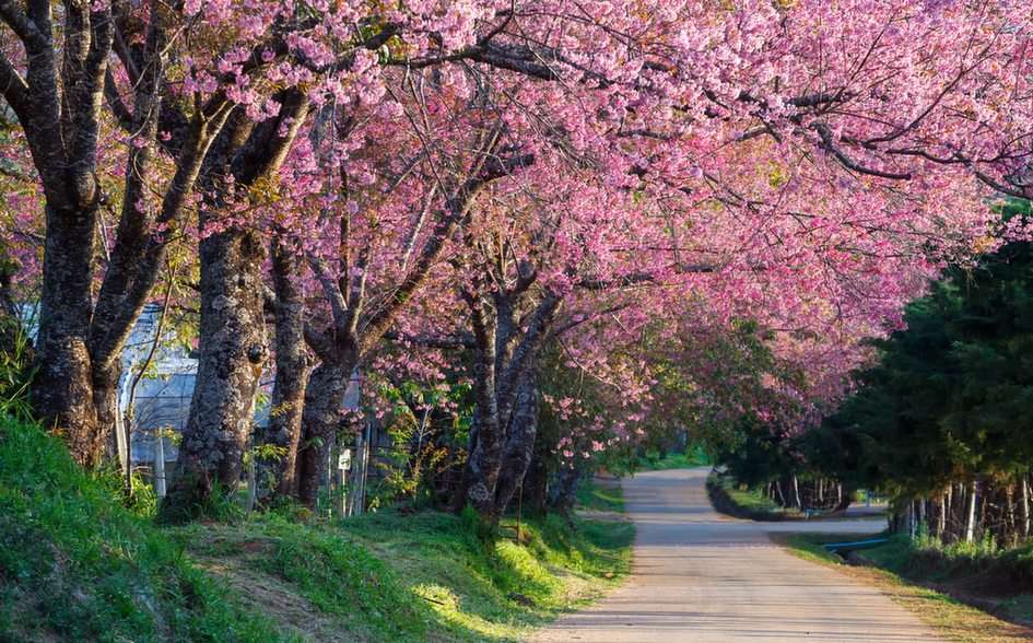 Sakura puzzel online van foto