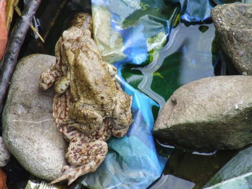 жаби онлайн пъзел от снимка