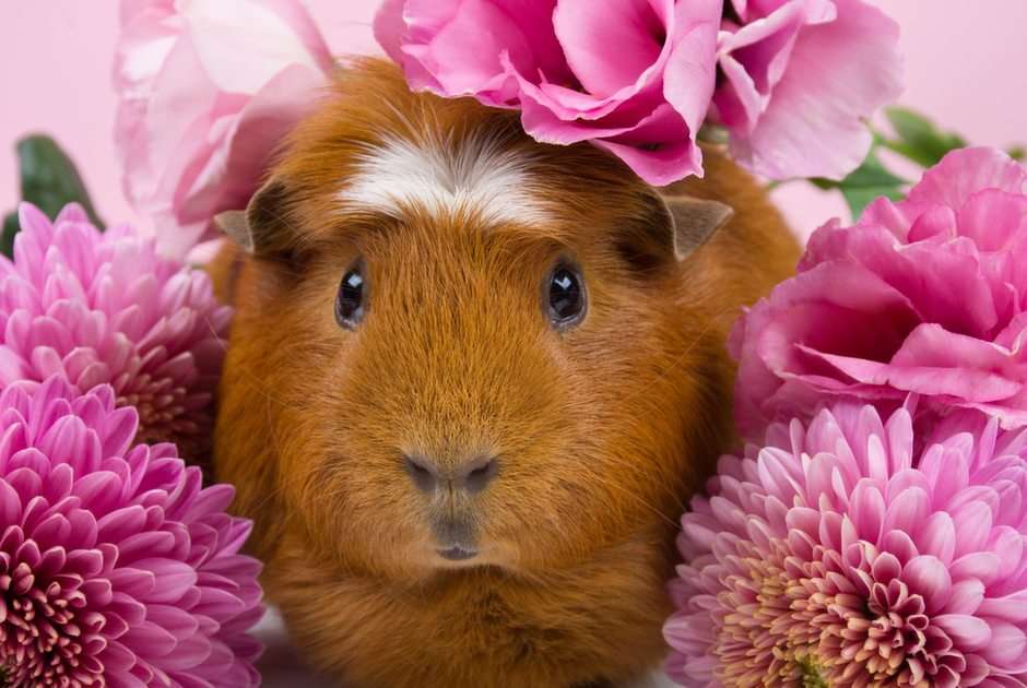 Cochon d'Inde fleur puzzle en ligne à partir d'une photo