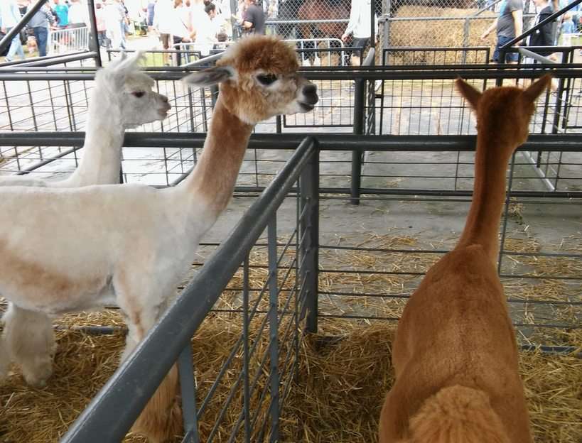 Alpacas puzzle online from photo