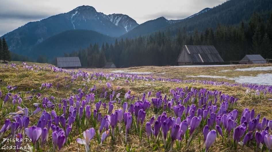 Crocus fields puzzle online from photo