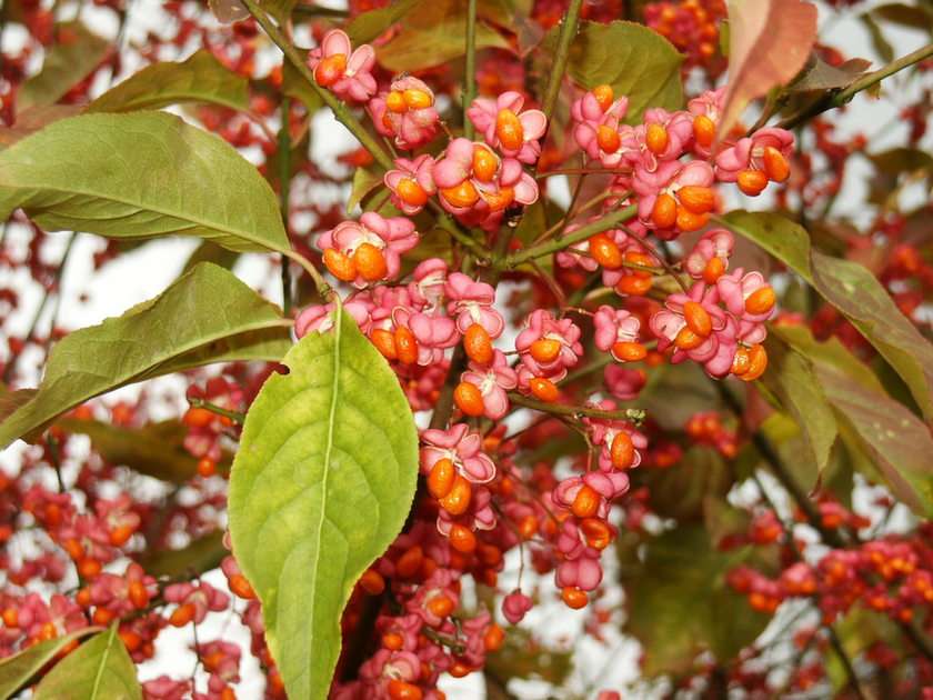 euonymus puzzle online from photo