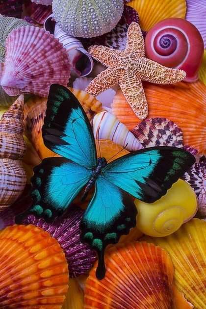 Coquillages et papillon quebra-cabeça da foto