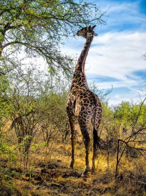 Girafa puzzle online a partir de fotografia