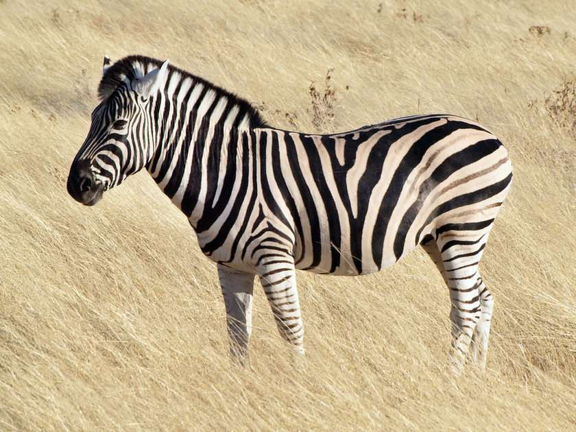 zebra Pussel online
