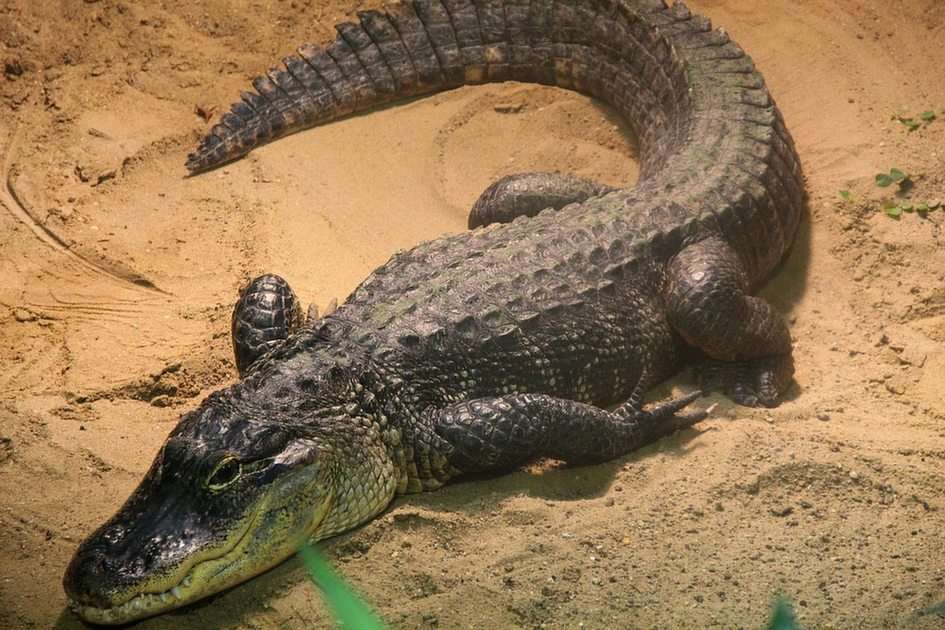 crocodilo puzzle online a partir de fotografia