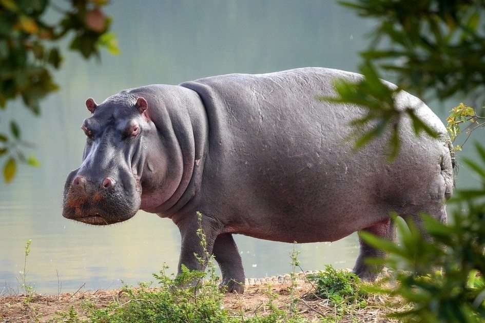 hippopotame puzzle en ligne