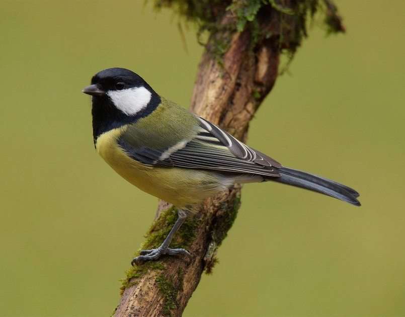 great tit puzzle online from photo