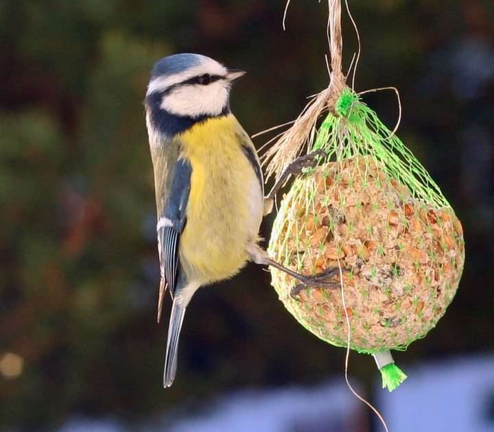 blue tit puzzle online from photo