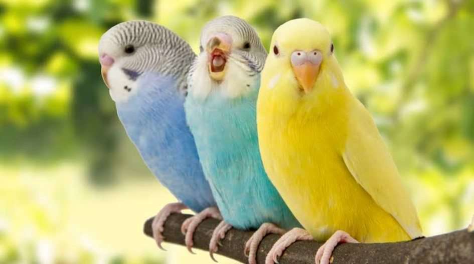 Păsări puzzle online din fotografie