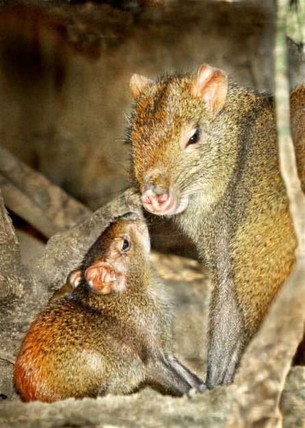 Agouti puzzle online from photo