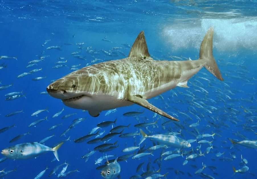 hvid haj pussel online från foto
