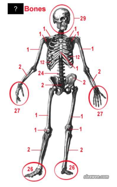 Human Body puzzle online from photo