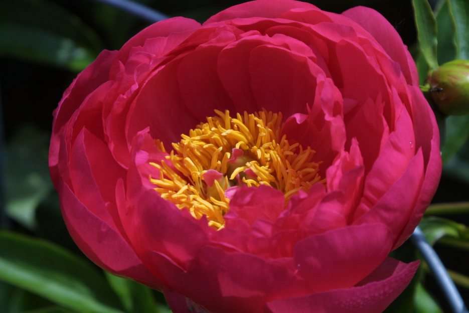 blomma pussel online från foto