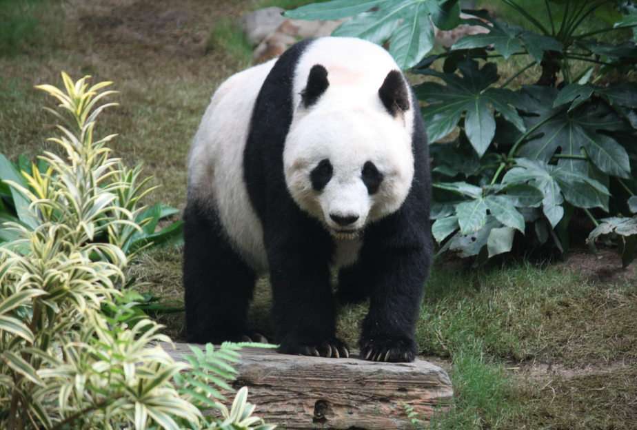 Panda puzzle online from photo