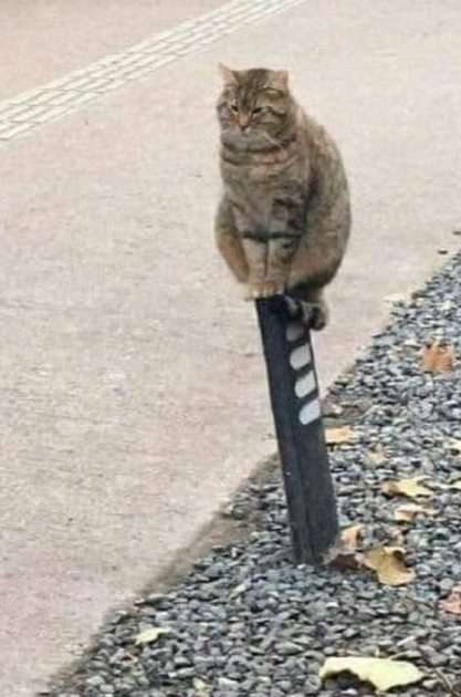 clpcat pussel online från foto