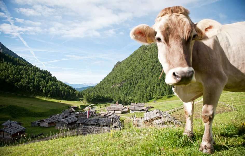 Mucca con paesaggio puzzel online van foto