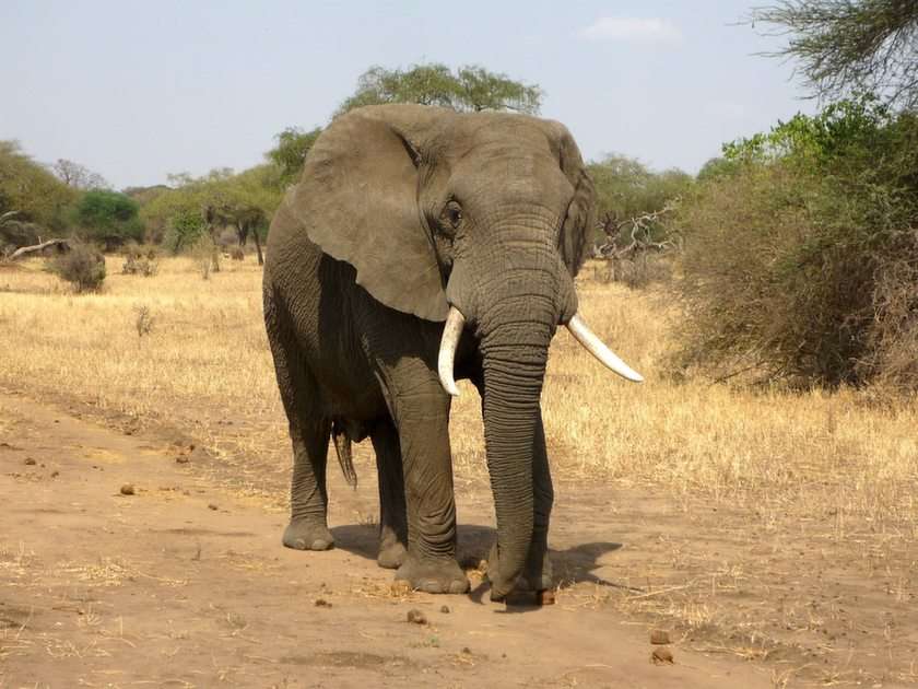 слон онлайн пъзел