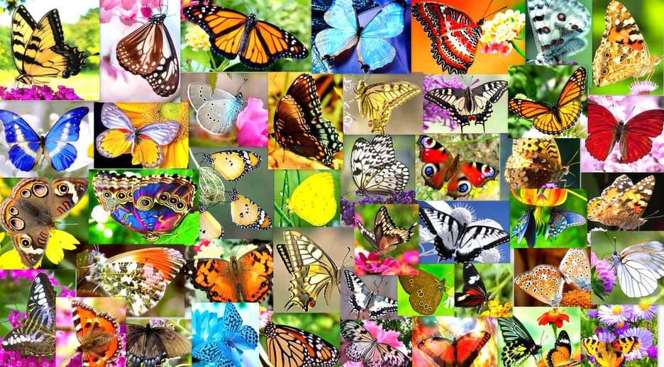 bunte Schmetterlinge Online-Puzzle