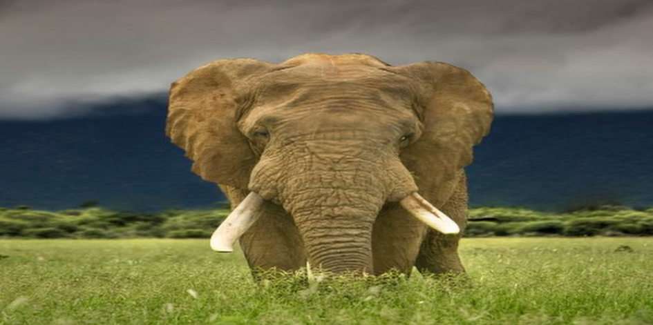 ελέφαντα παζλ online από φωτογραφία