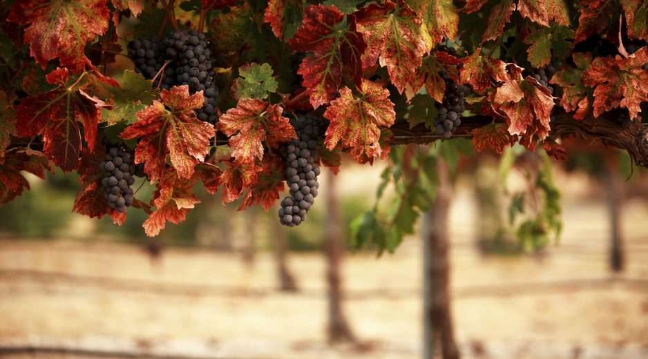 Autumn grapes puzzle online from photo