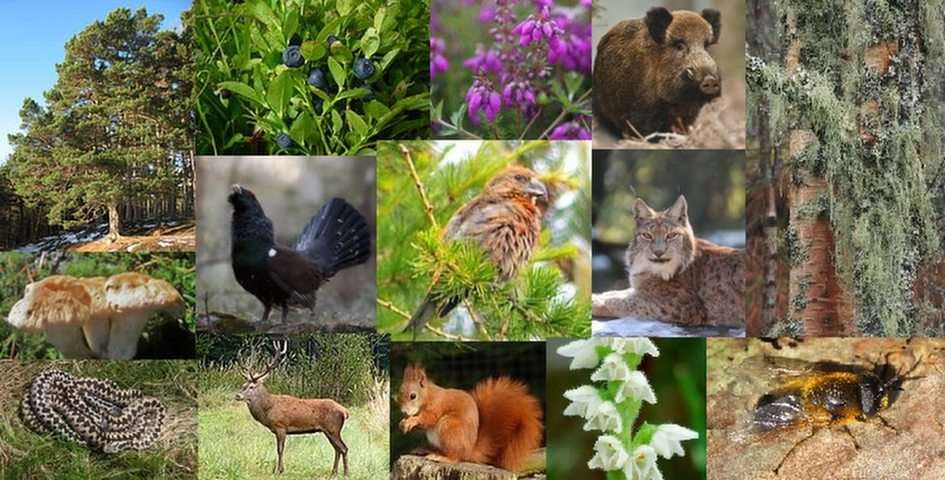Caledonian Pine Forest Ecosystem online puzzle
