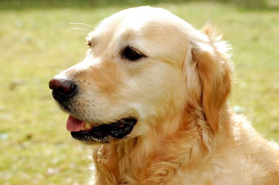 en hund der er sød pussel online från foto