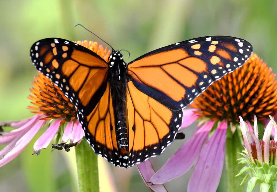 Schmetterlingsszenen-Puzzle Online-Puzzle vom Foto