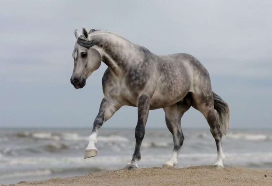 figurka koně puzzle online z fotografie