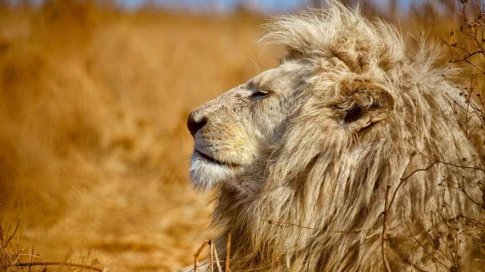 λιοντάρι παζλ online από φωτογραφία