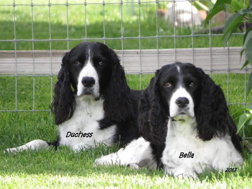 Duchess & Bella puzzle online from photo