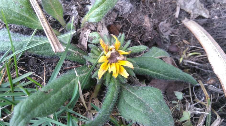 Rudbeckia in mid-February 2020. online puzzle