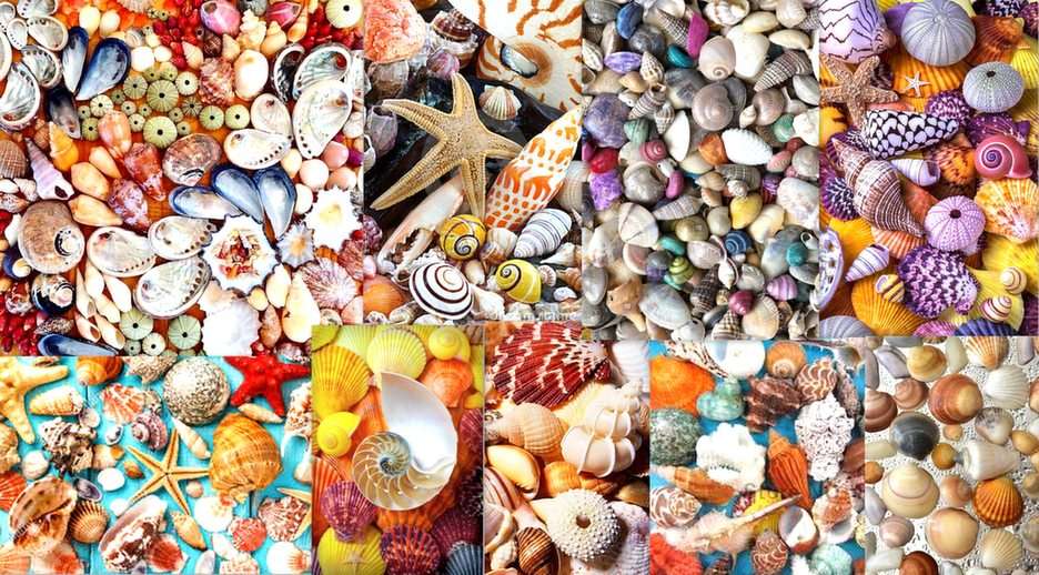 conchas coloridas puzzle online