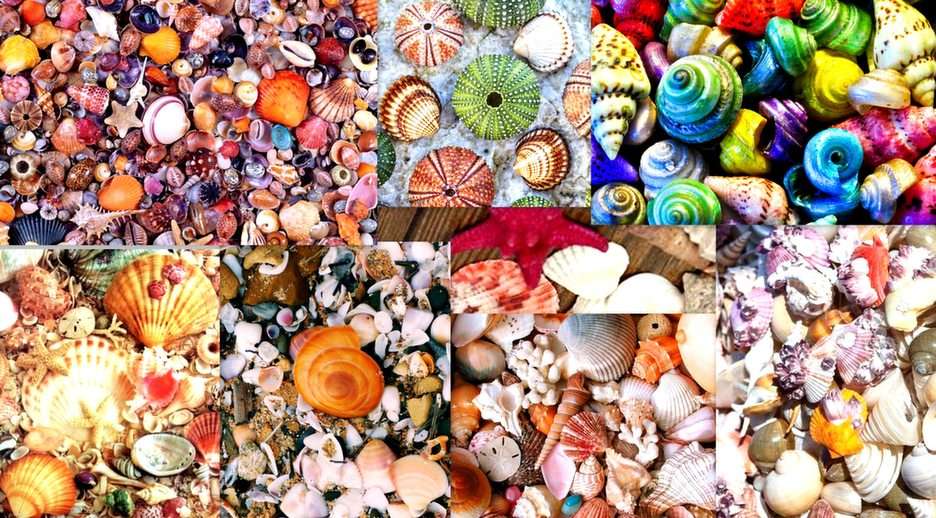 conchas de colores puzzle online a partir de foto
