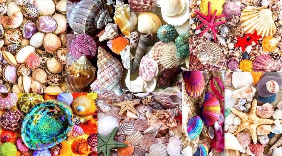 színes tengeri kagylókból online puzzle