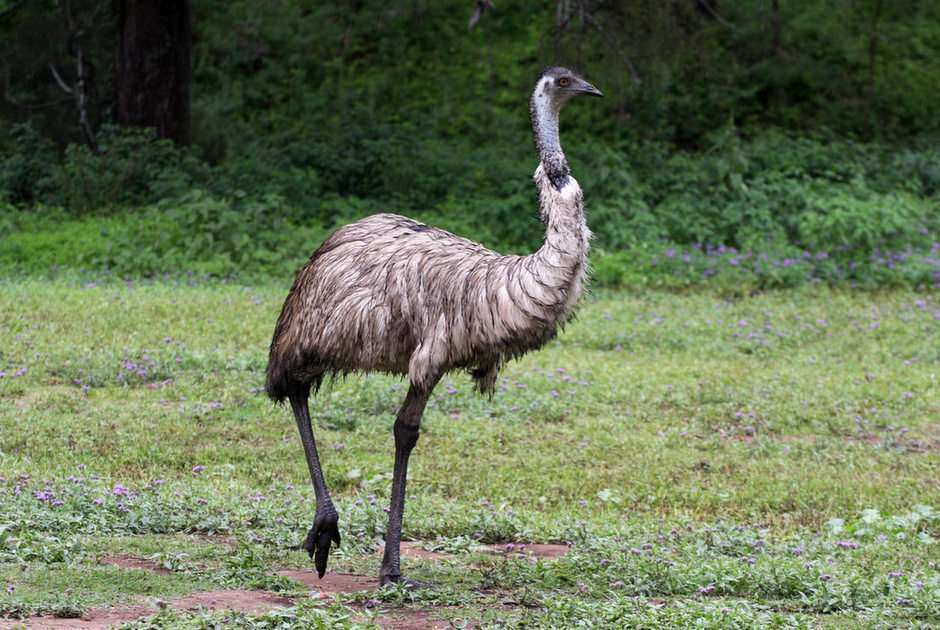 Ζωντανό ή παζλ [emu] παζλ online από φωτογραφία