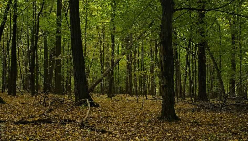 Домброва лес пазл из фотографии
