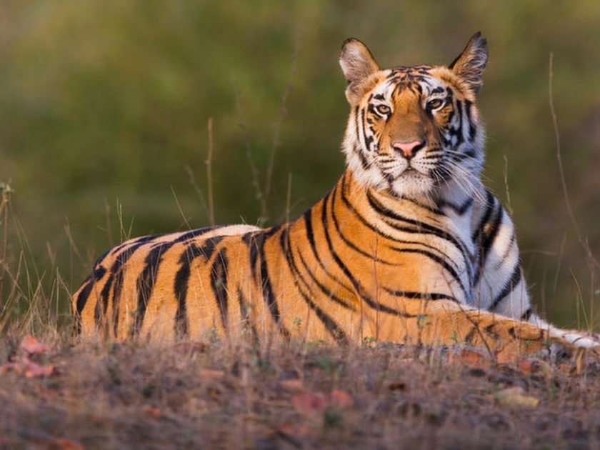 tiger pussel online från foto