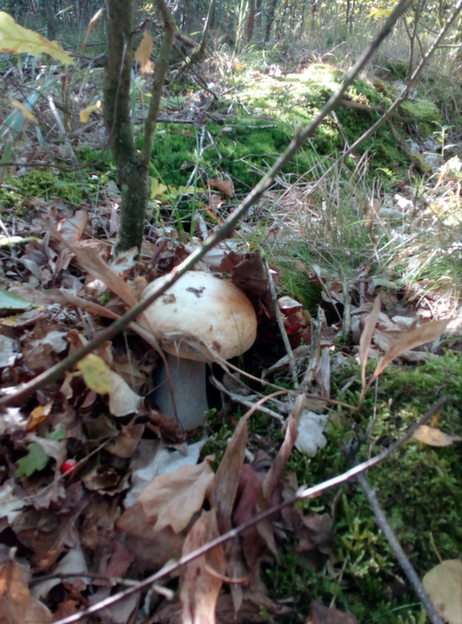 Boletus puzzle online from photo