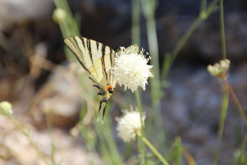 Swallowtail vlinder online puzzel