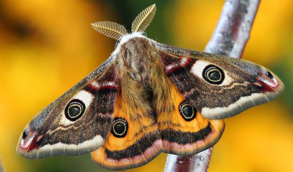 MOTH puzzle online from photo