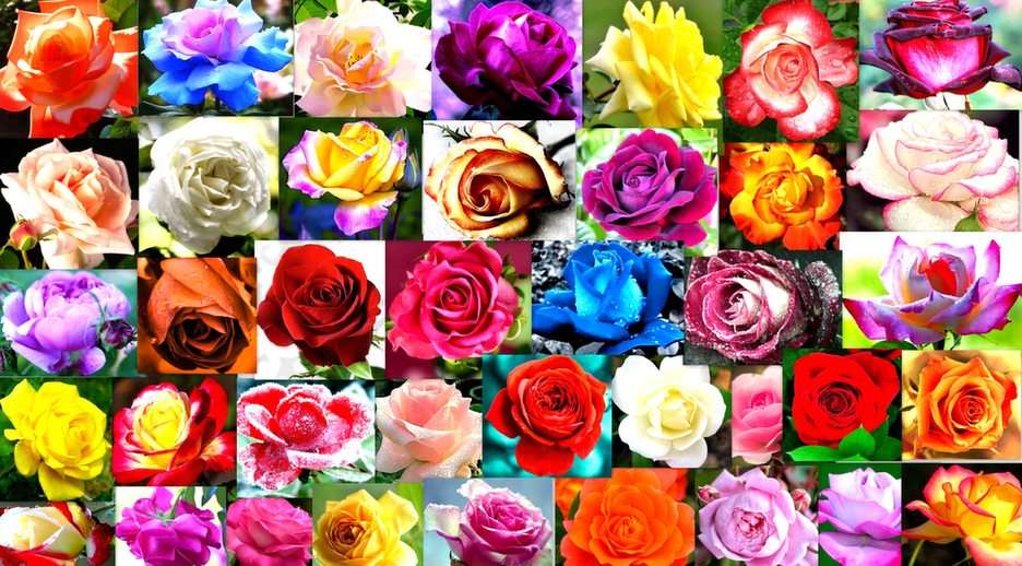 colorful roses puzzle online from photo